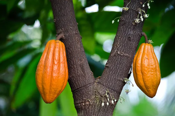 Schoten auf Kakaobaum — Stockfoto