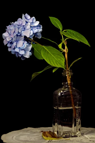 Hydrangea in vintage bottle — Stock Photo, Image