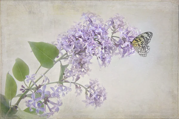 Motyl na liliowy — Zdjęcie stockowe
