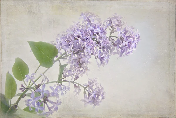 Teksturowane liliowy — Zdjęcie stockowe