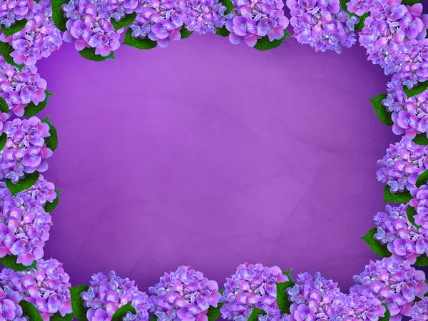 Paarse hortensia grens — Stockfoto