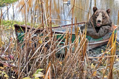 Bear in rusty row boat clipart