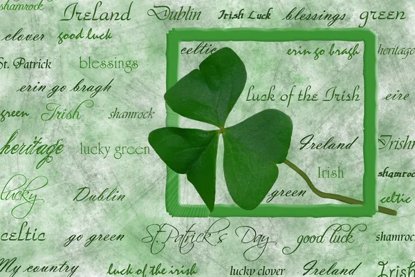 St.Patrick de dag shamrock — Stockfoto
