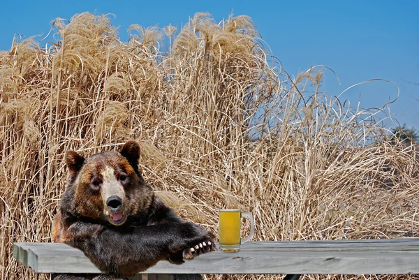 Bear with beer — Stock Photo, Image