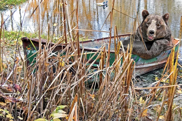 Bear in rusty row boat — Stock Photo, Image