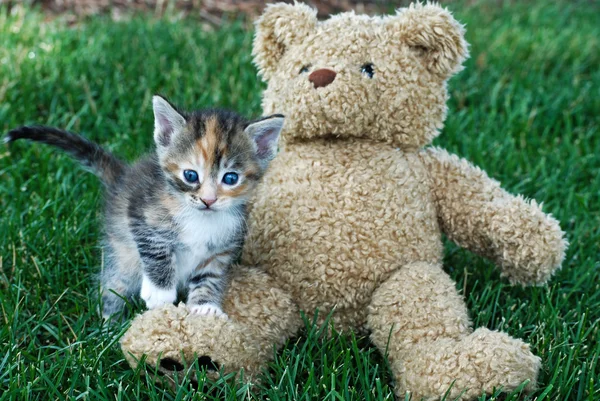 Kitten with teddy bear — Stock Photo, Image