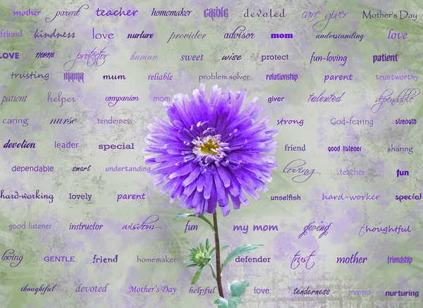 Mother's Day Dahlia — Stock Photo, Image