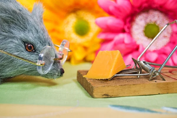 Rat with cheese in trap — Stock Photo, Image