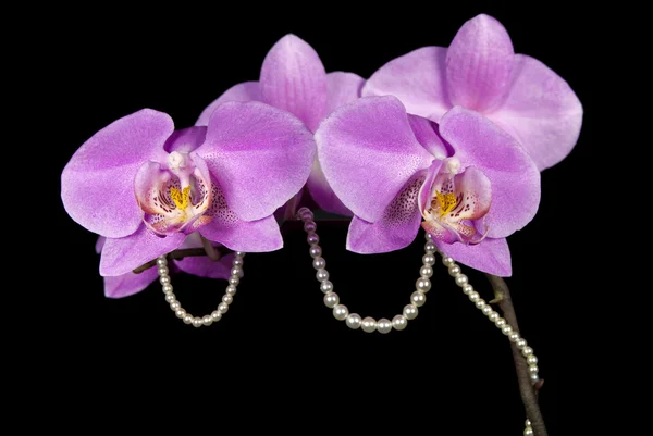 Orchidej a perly — Stock fotografie