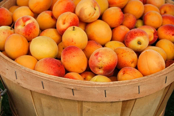 Apricots in bushel basket — Stock Photo, Image