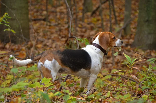Beagle i höst woods — Stockfoto