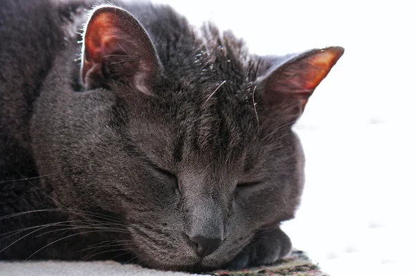 Sleeping tomcat — Stock Photo, Image