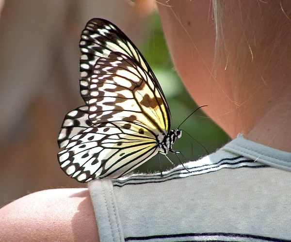 Velký motýl na dívčí rameno — Stock fotografie