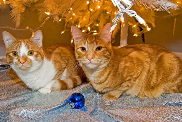 Tabby gatos sob árvore de Natal — Fotografia de Stock