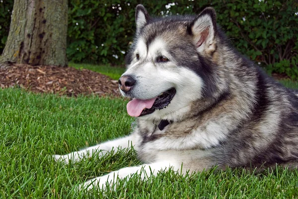 Malamute in grass Royalty Free Stock Images