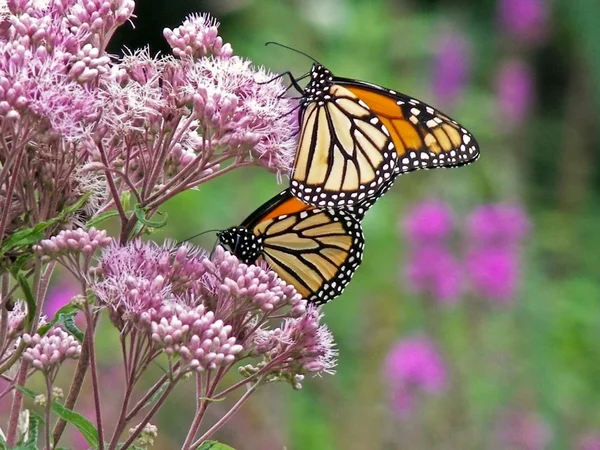 Monarch πεταλούδες σε αγριολούλουδα — Φωτογραφία Αρχείου