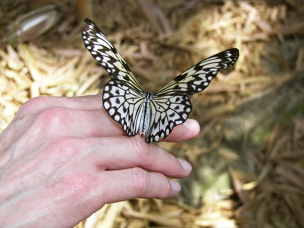 Kadın eli üzerinde Kelebek — Stok fotoğraf