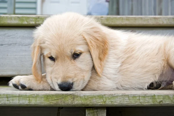 Filhote de cachorro Golden Retriever — Fotografia de Stock