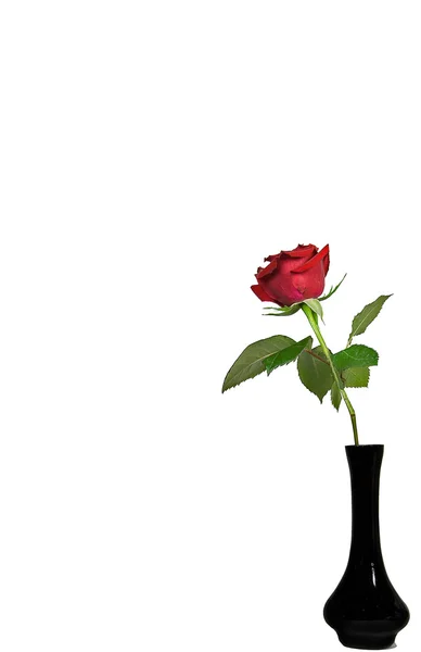 Rosa vermelha em vaso preto — Fotografia de Stock