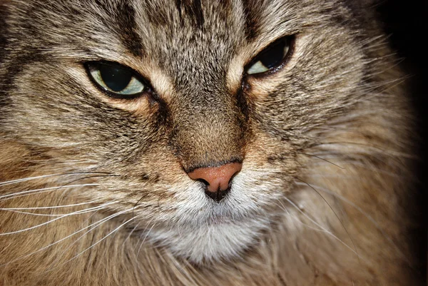 Maine Coon gato —  Fotos de Stock