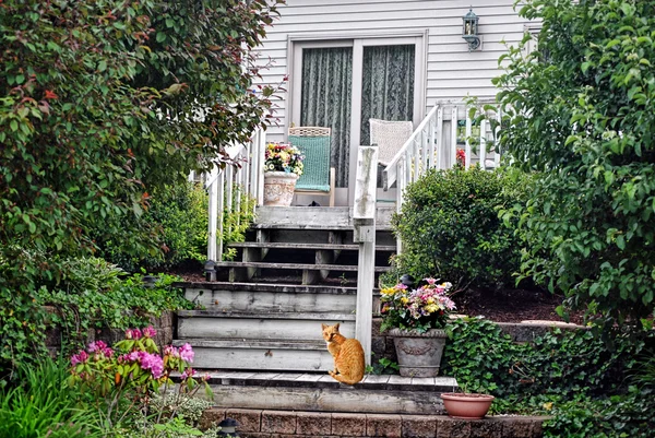 Γάτα στη βεράντα βήματα — Φωτογραφία Αρχείου