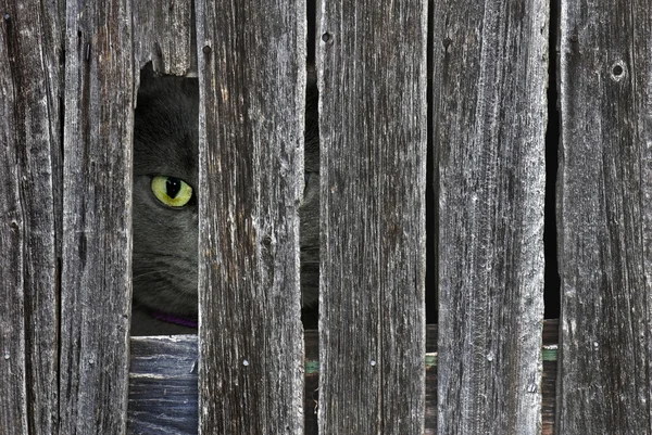 Cat peeking through barn hole — Stock Photo, Image