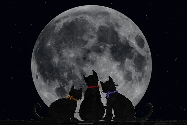 Gatos con luna llena — Foto de Stock