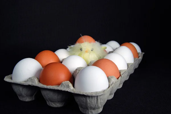 Baby chick in egg carton — Stock Photo, Image