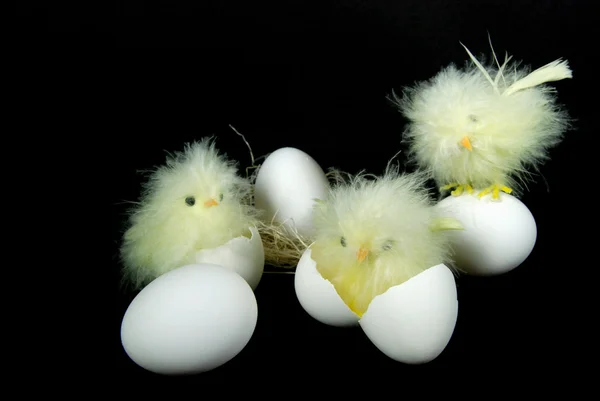 Pintos bebés com ovos — Fotografia de Stock