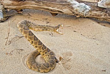 Rattle snake in sand clipart