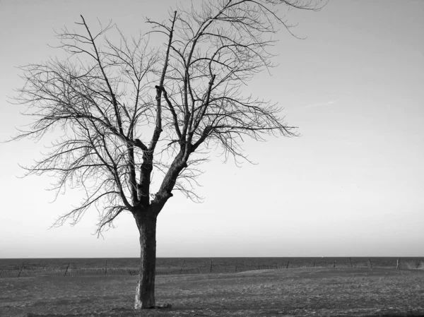 Çıplak kayın ağacı — Stok fotoğraf