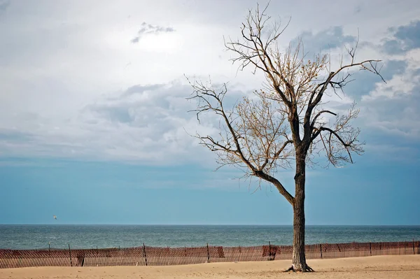 Buk drzewo na plaży — Zdjęcie stockowe