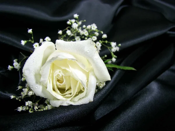 Biała Róża na czarny satyna — Zdjęcie stockowe