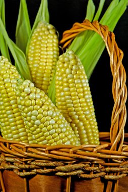 Corn on the Cob clipart