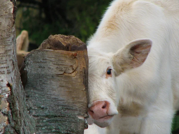 Cow rubbing face on tree — Stock Photo, Image