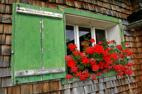 Червоні герані у віконній коробці — стокове фото
