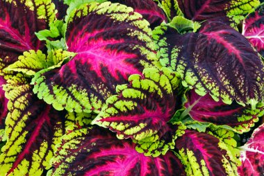 Colorful coleus leaves clipart