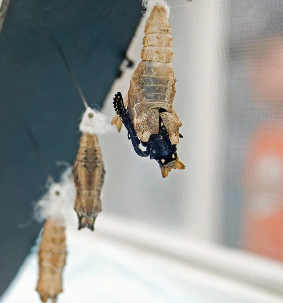 Vlinder opkomende van chrysalis — Stockfoto