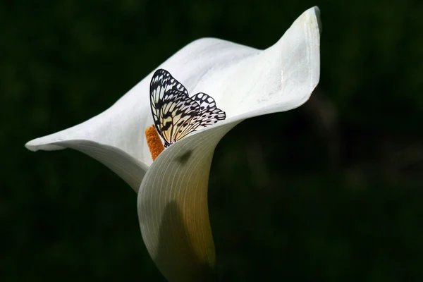 Calla lily besleme kelebek — Stok fotoğraf