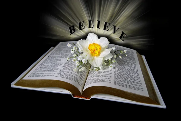Daffodil on Holy Bible — Stock Photo, Image