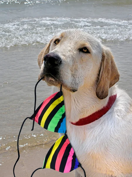 Labrador Retriever with bikini top — Stock Photo, Image
