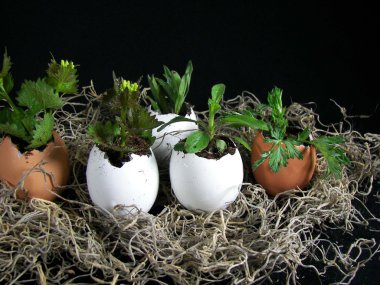 Plants growing in eggs clipart