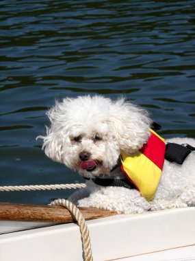 Poodle with life jacket clipart