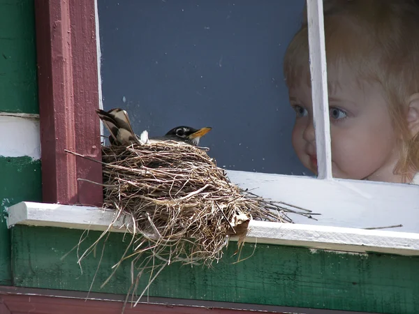 Дитина дивиться пташку на гніздо — стокове фото