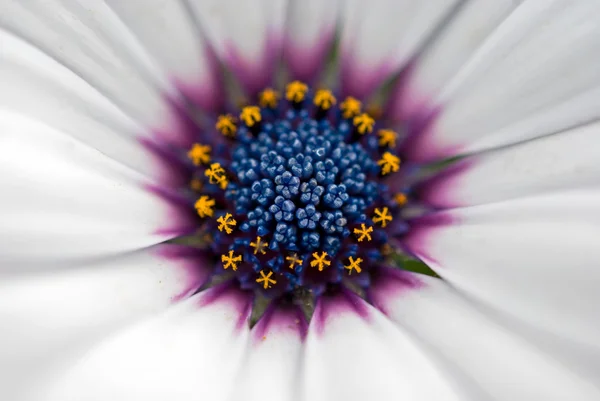 White daisy center — Stock Photo, Image