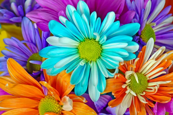 Bouquet de marguerites colorées — Photo