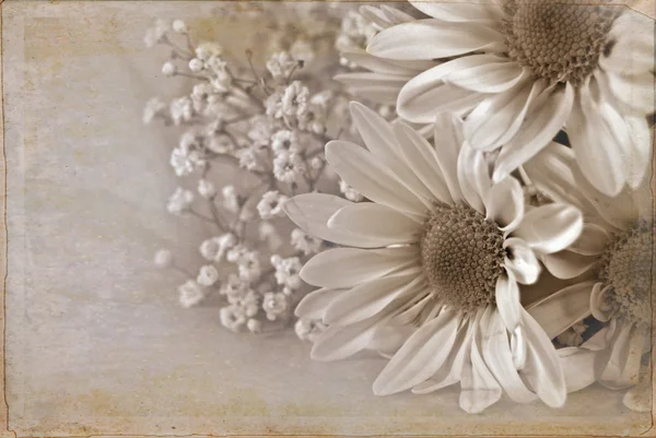 วินเทจ daisies — ภาพถ่ายสต็อก