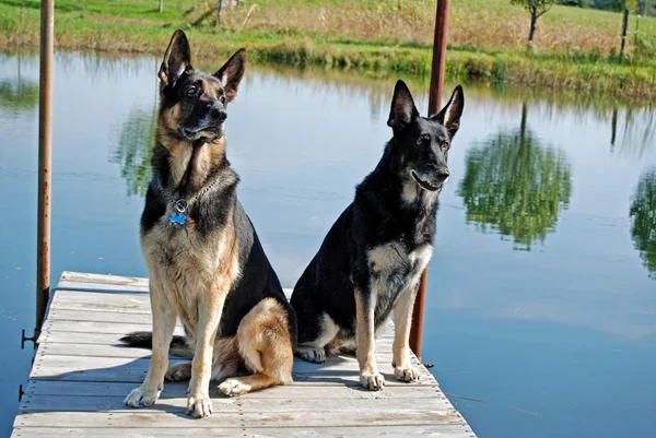 Perros pastor alemán en muelle — Foto de Stock