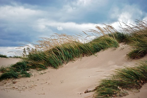 Дюна трави — стокове фото