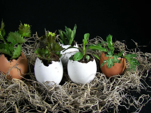 Рослини, що ростуть в яйцях — стокове фото